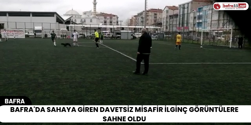 Bafra'da Sahaya Giren Davetsiz Misafir İlginç Görüntülere Sahne Oldu