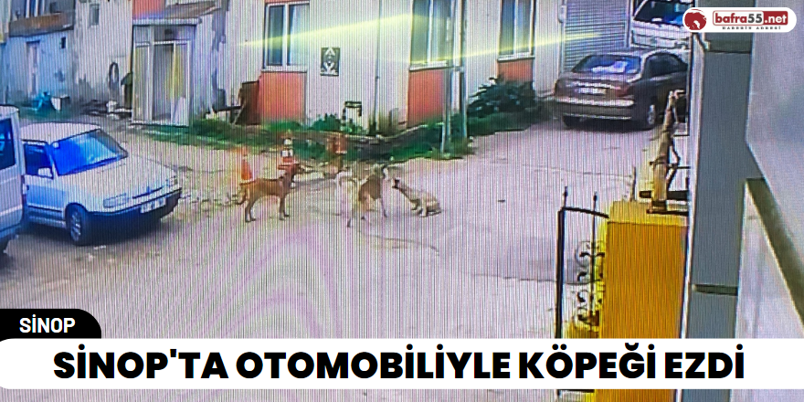 Sinop'ta Otomobiliyle Köpeği Ezdi