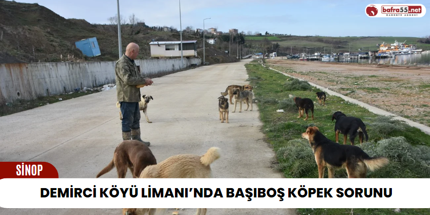  Sinop Demirci Köyü Limanı’nda başıboş köpek sorunu