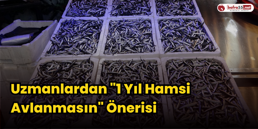 Uzmanlardan "1 Yıl Hamsi Avlanmasın" Önerisi