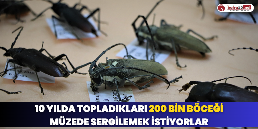 10 Yılda Topladıkları 200 Bin Böceği Müzede Sergilemek İstiyorlar