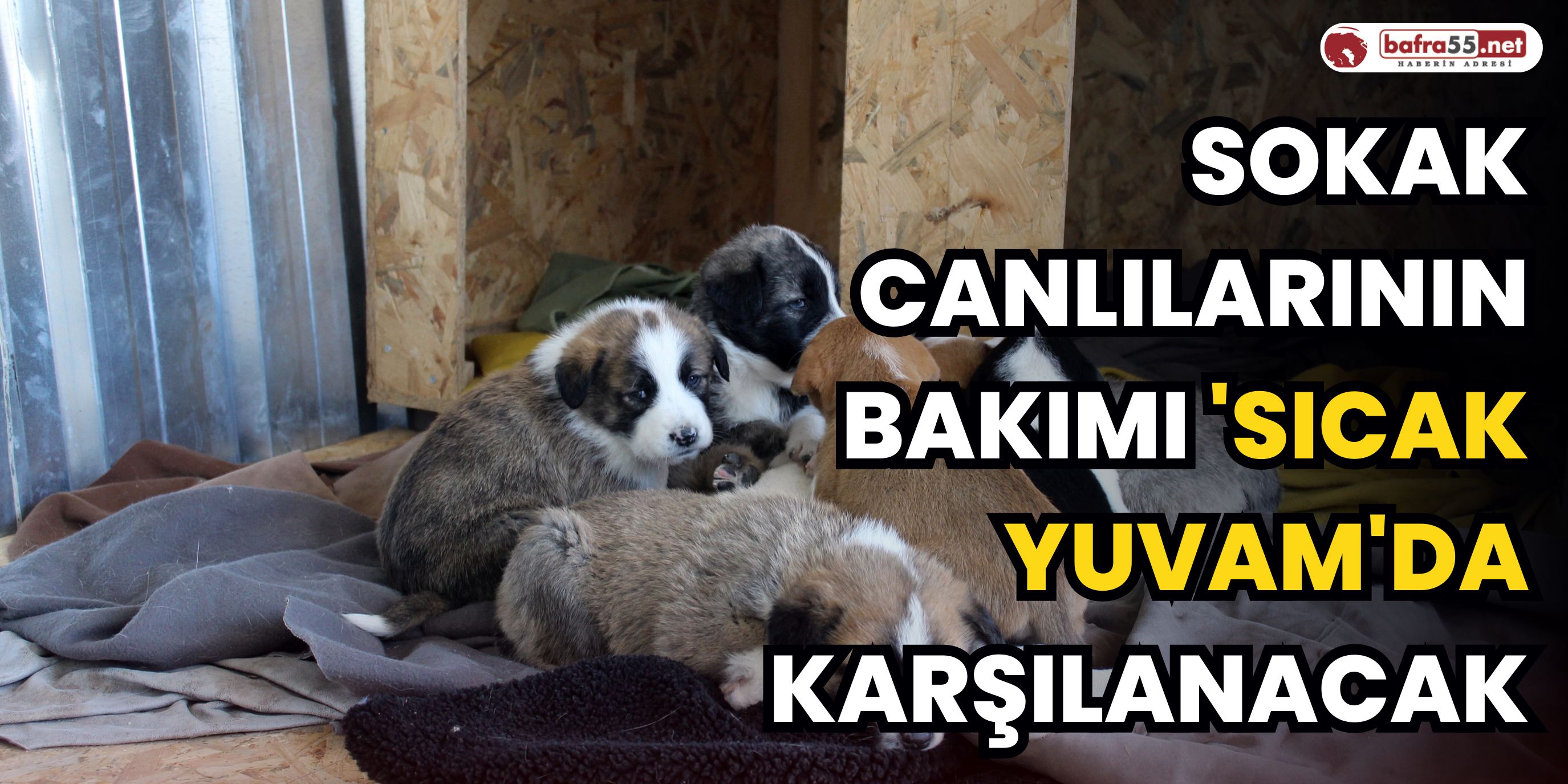 Sokak canlılarının bakımı 'Sıcak Yuvam'da karşılanacak