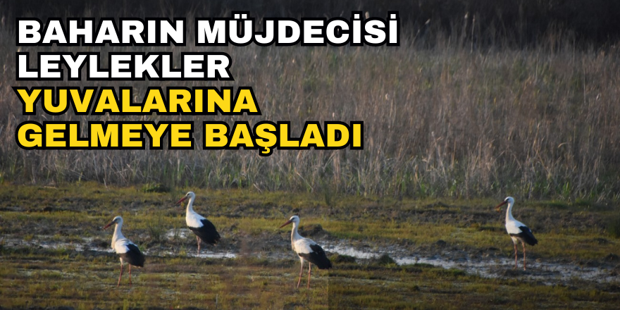 Baharın Müjdecisi Leylekler Yuvalarına Gelmeye Başladı