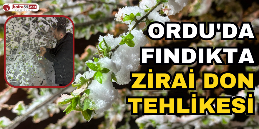 Ordu'da Fındıkta Zirai Don Tehlikesi