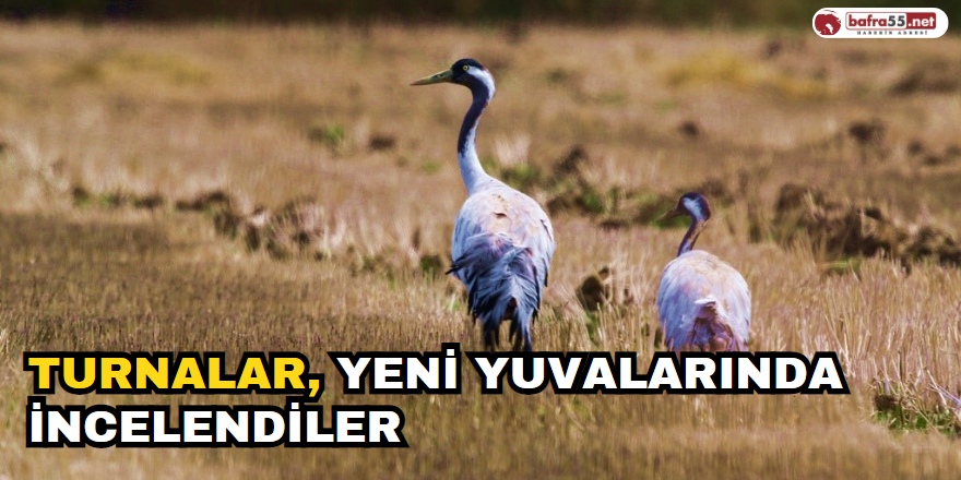 Turnalar, yeni yuvalarında incelendiler