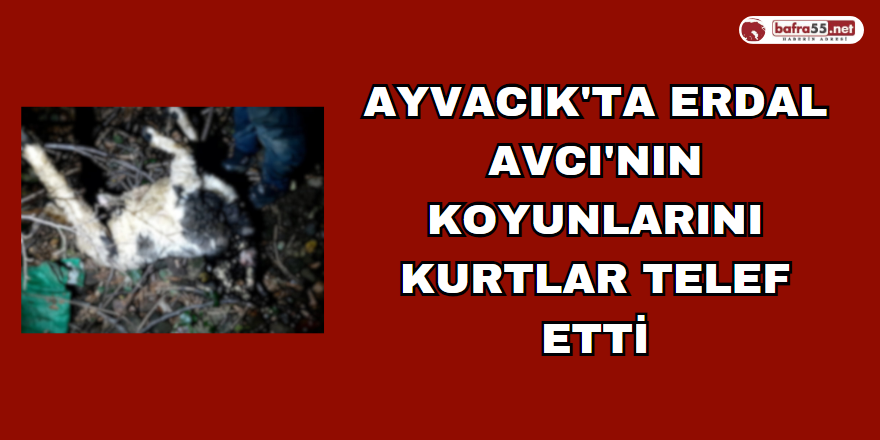 Ayvacık'ta Erdal Avcı'nın koyunlarını kurtlar telef etti