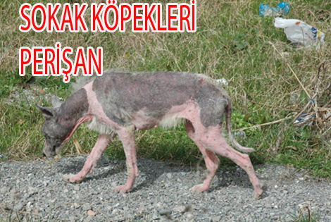 BAFRA'DA SOKAK KÖPEKLERİ TEHLİKE SAÇIYOR