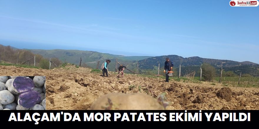 Alaçam'da Mor Patates Ekimi Yapıldı