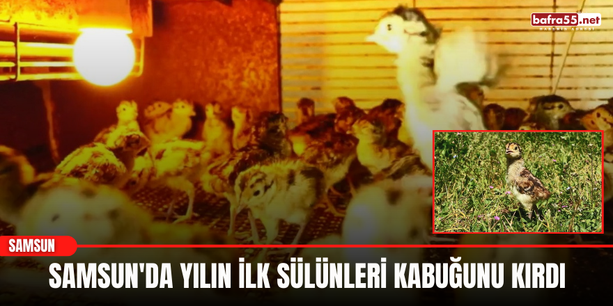 Samsun'da Yılın ilk sülünleri kabuğunu kırdı