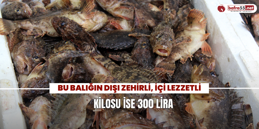 Bu Balığın Dışı Zehirli, İçi Lezzetli; Kilosu İse 300 Lira