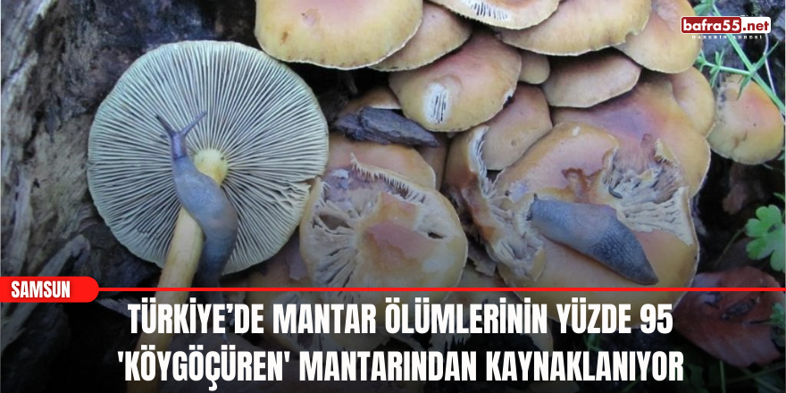 Türkiye’de mantar ölümlerinin yüzde 95 'köygöçüren' mantarından kaynaklanıyor