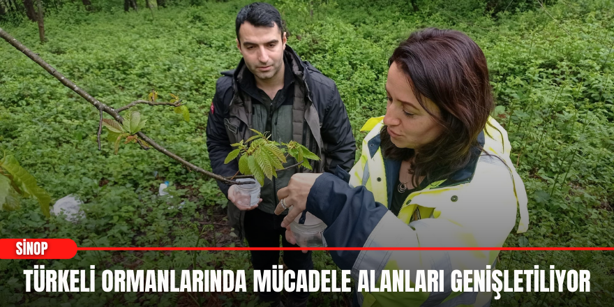 Türkeli ormanlarında mücadele alanları genişletiliyor