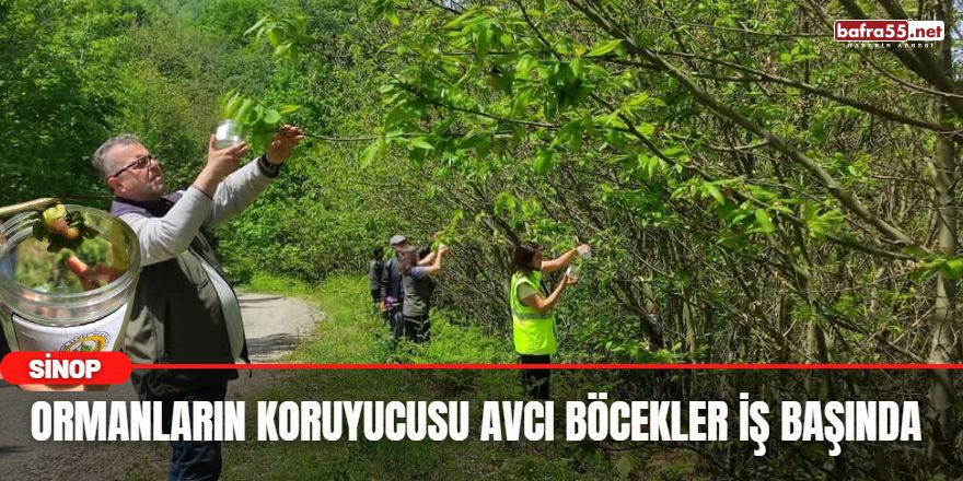 Ormanların Koruyucusu Avcı Böcekler İş Başında