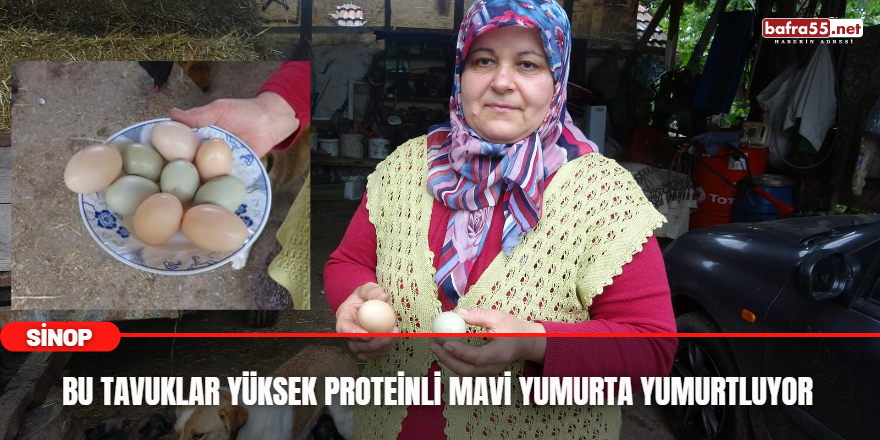 Bu tavuklar yüksek proteinli mavi yumurtluyor