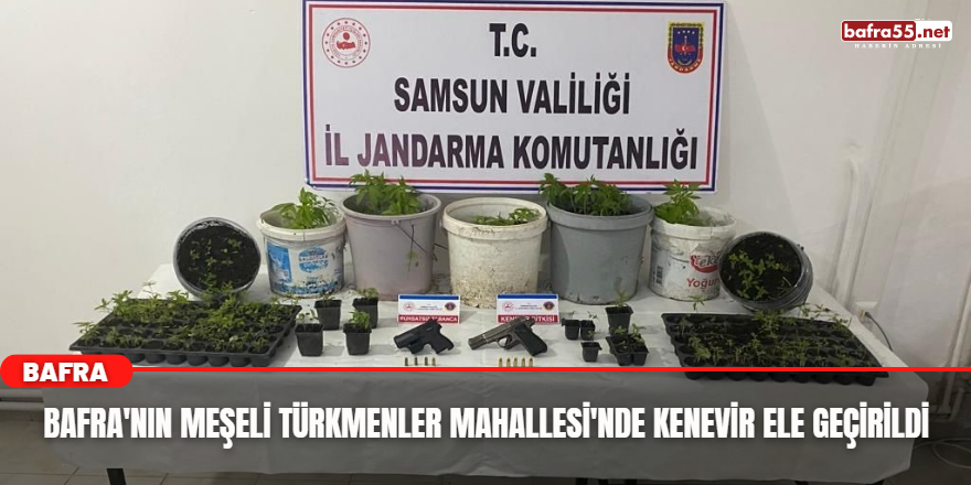 Bafra'nın Meşeli Türkmenler Mahallesi'nde Kenevir Ele Geçirildi