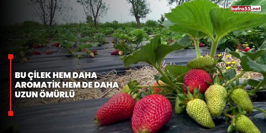 Bu çilek hem daha aromatik hem de daha uzun ömürlü