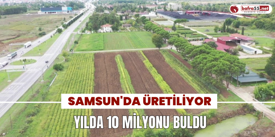 Samsun'da Üretiliyor Yılda 10 Milyonu Buldu