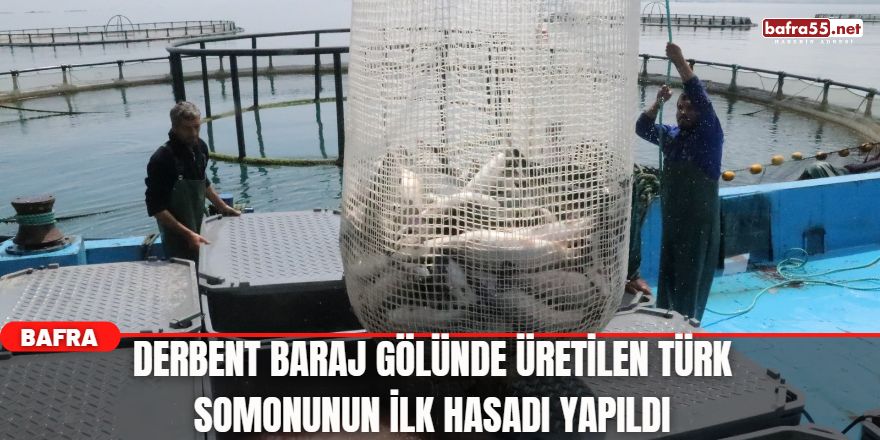 Derbentt Baraj Gölünde Üretilen Türk Somonunun ilk Hasadı Yapıldı