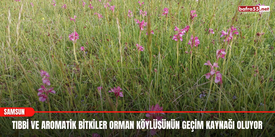 Tıbbi ve aromatik bitkiler orman köylüsünün geçim kaynağı oluyor