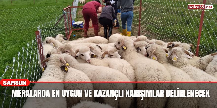 Meralarda en uygun ve kazançlı karışımlar belirlenecek