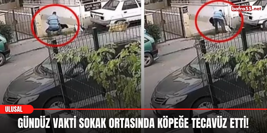 Gündüz vakti sokak ortasında köpeğe tecavüz etti!