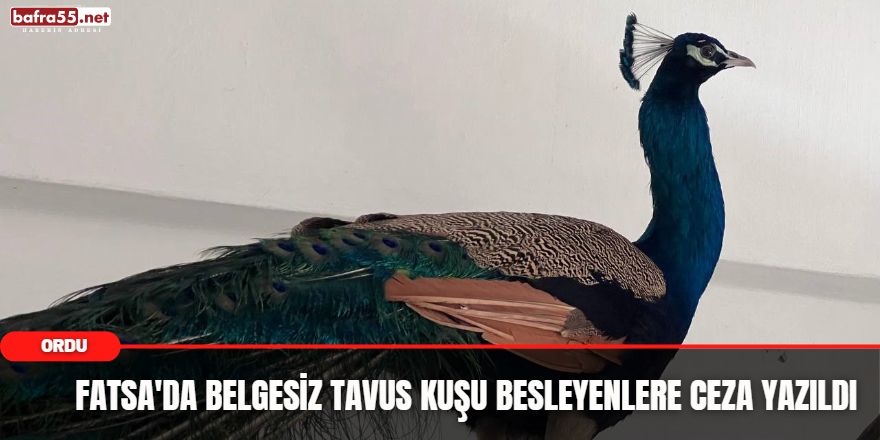 Fatsa'da Belgesiz Tavus Kuşu Besleyenlere Ceza Yazıldı