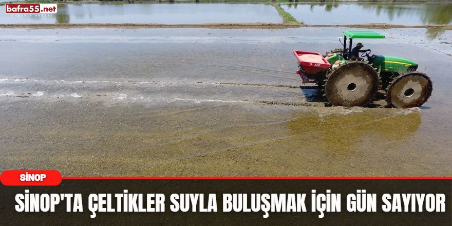 Sinop'ta Çeltikler Suyla Buluşmak İçin Gün Sayıyor