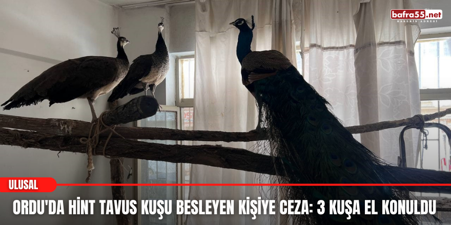 Ordu'da Hint tavus kuşu besleyen kişiye ceza: 3 kuşa el konuldu