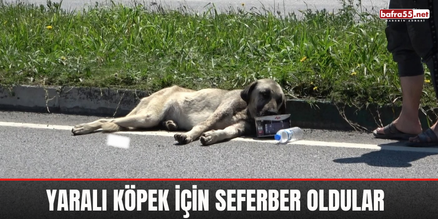 Yaralı köpek için seferber oldular