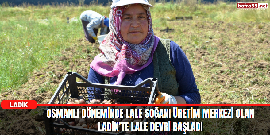 Osmanlı'da Lale Soğanı Üretim Merkezi Olan Ladik’te Lale Devri Başladı