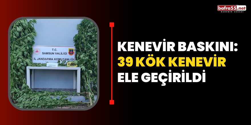 Kenevir baskını: 39 kök kenevir ele geçirildi