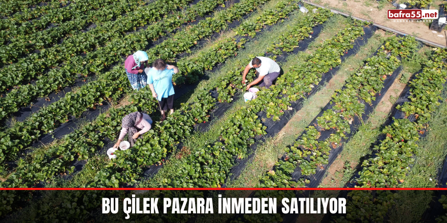 Bu çilek pazara inmeden satılıyor