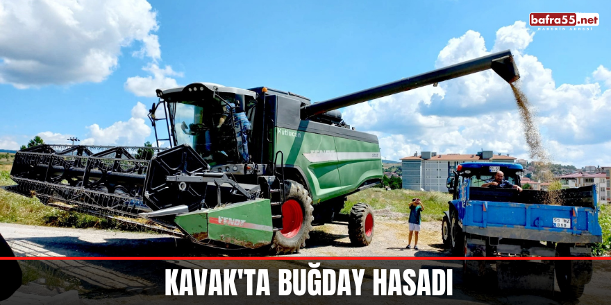 Kavak'ta Buğday Hasadı