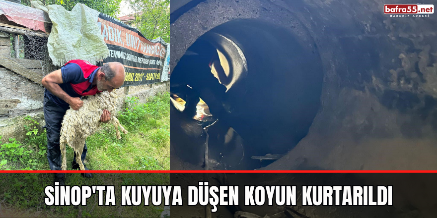 Sinop'ta kuyuya düşen koyun kurtarıldı