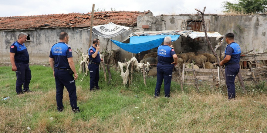 Samsun’da uyarı yapılan 12 ahırın faaliyetine son verildi