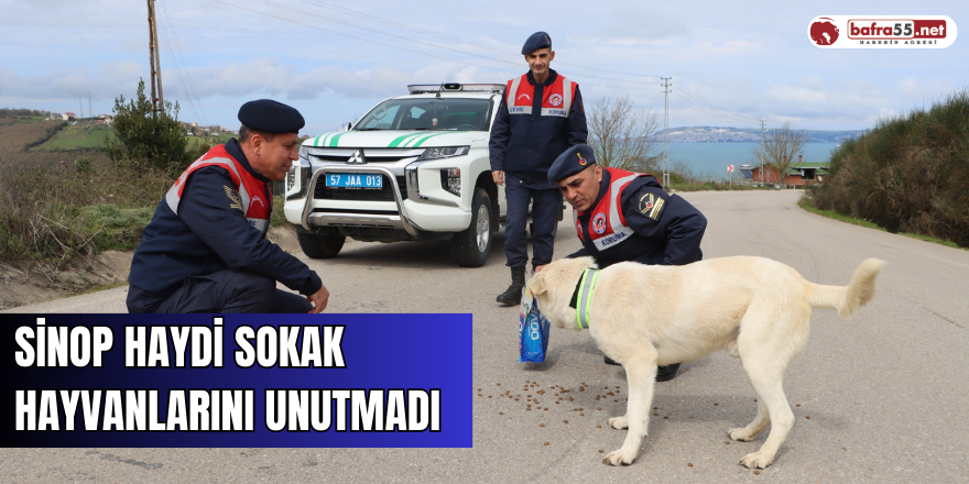 Sinop HAYDİ sokak hayvanlarını unutmadı