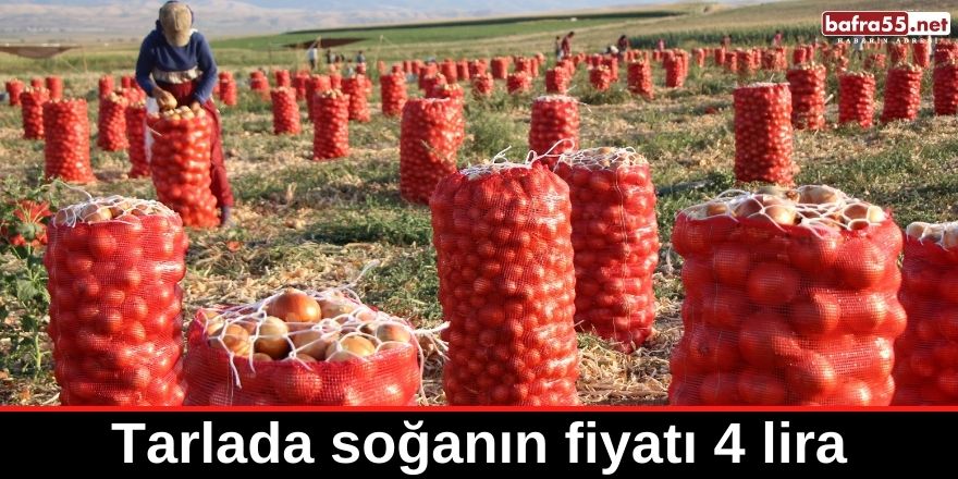 Tarlada soğanın fiyatı 4 lira