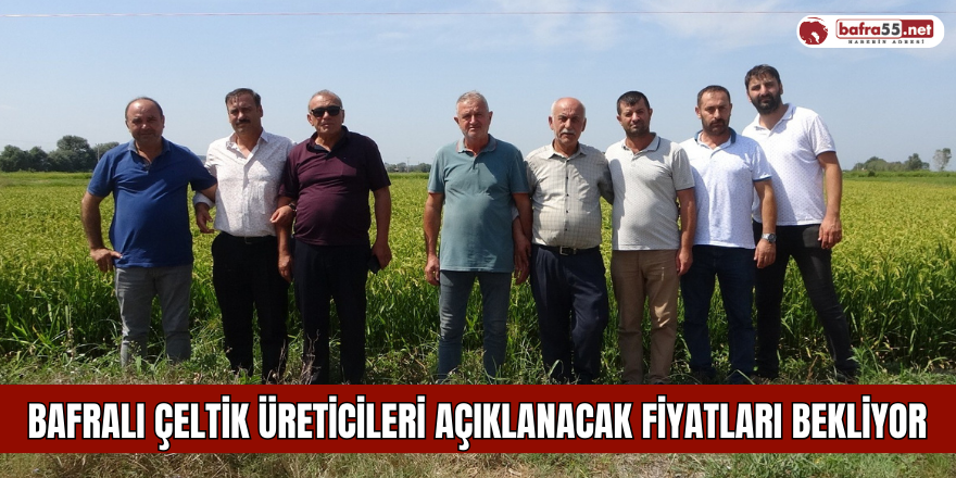 Bafralı Çeltik Üreticileri Açıklanacak Fiyatları Bekliyor