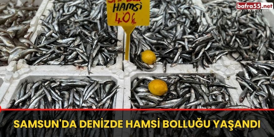 Samsun'da Denizde Hamsi Bolluğu yaşandı