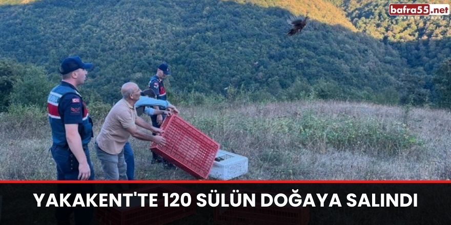 Yakakent'te 120 sülün doğaya salındı