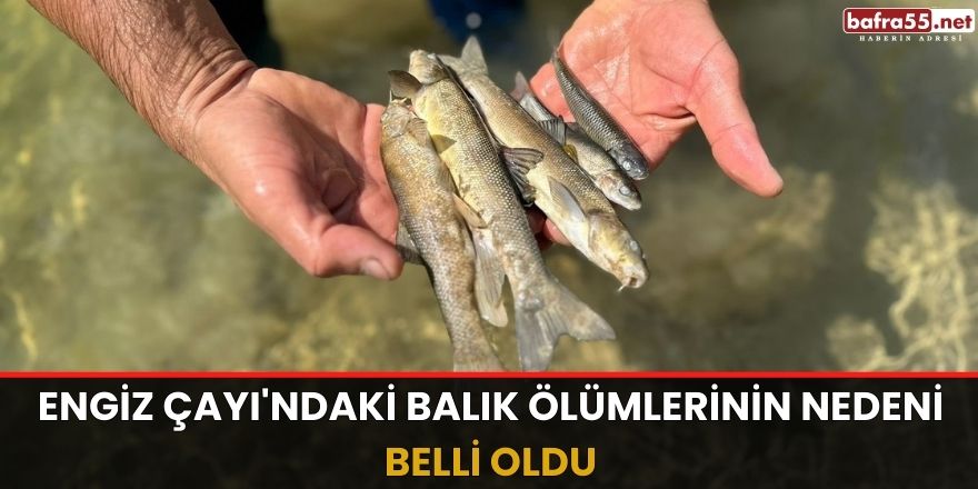 Engiz Çayı'ndaki balık ölümlerinin nedeni belli oldu