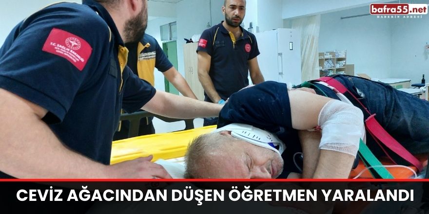 Ceviz ağacından düşen öğretmen yaralandı