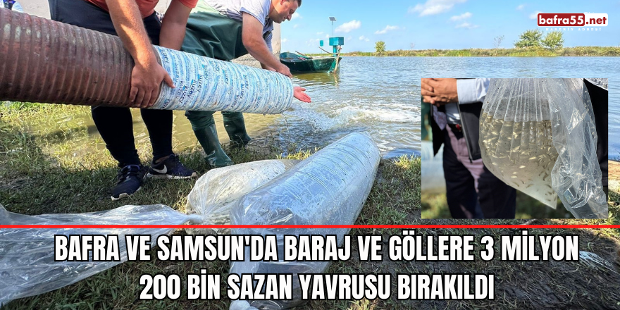 Bafra ve Samsun'da baraj ve göllere 3 milyon 200 bin sazan yavrusu bırakıldı