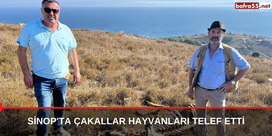 Sinop'ta Çakallar Hayvanları Telef Etti