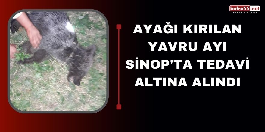 Ayağı Kırılan Yavru Ayı Sinop'ta Tedavi Altına Alındı