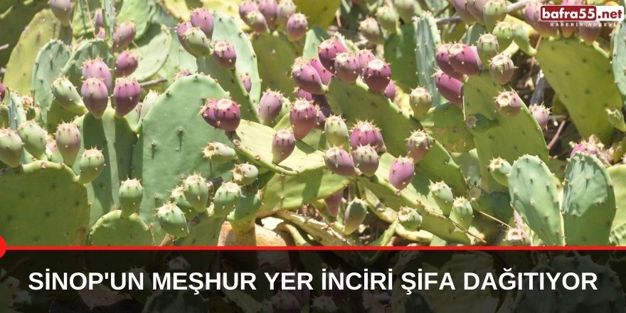 Sinop'un meşhur yer inciri şifa dağıtıyor