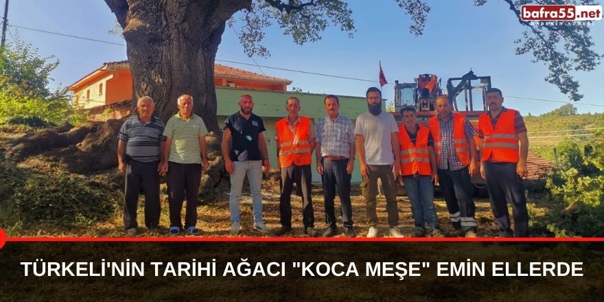 Türkeli'nin tarihi ağacı "Koca Meşe" emin ellerde