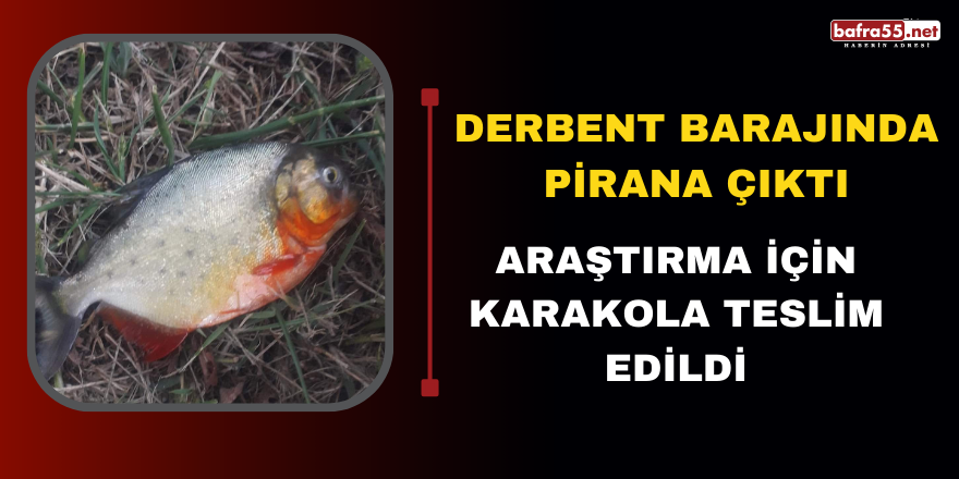 Derbent Barajında Pirana Çıktı! Araştırma İçin Karakola Teslim Edildi