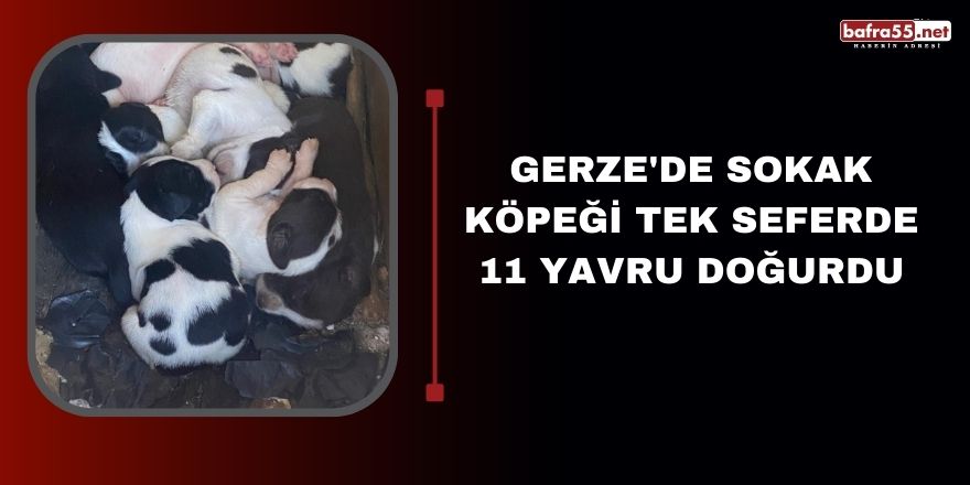 Gerze'de sokak köpeği tek seferde 11 yavru doğurdu