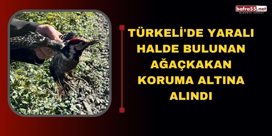 Türkeli'de Yaralı halde bulunan ağaçkakan koruma altına alındı